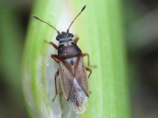 Cymus melanocephalus