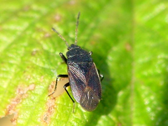 Drymus sylvaticus