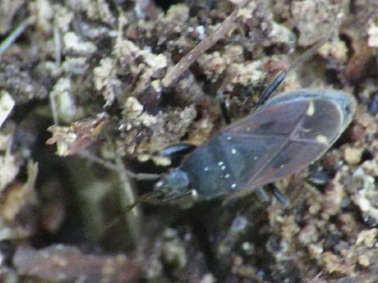 Eremocoris plebejus