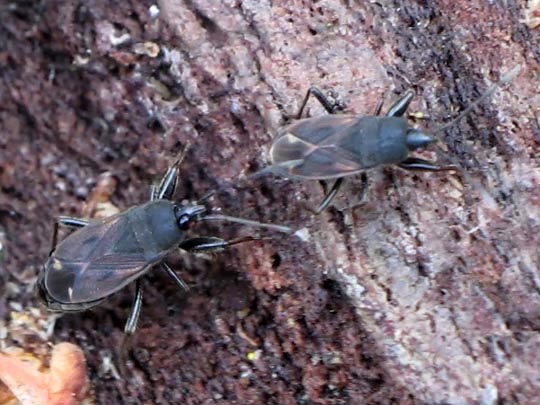 Eremocoris plebejus