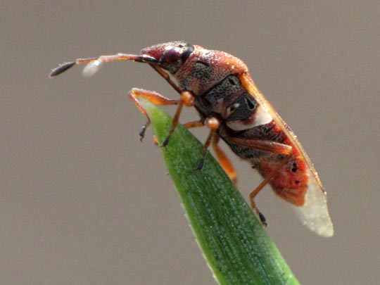 Birkenwanze, Kleidocerys resedae