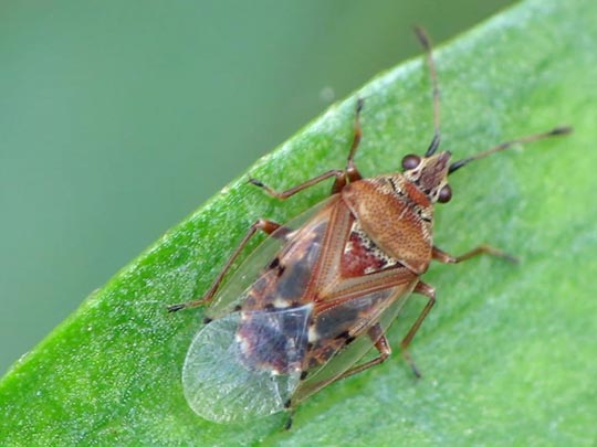 Birkenwanze, Kleidocerys resedae