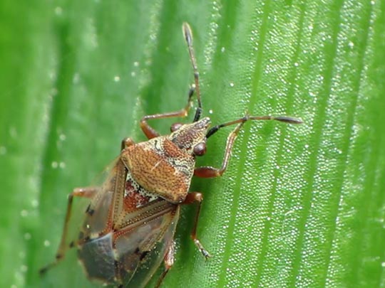 Birkenwanze, Kleidocerys resedae