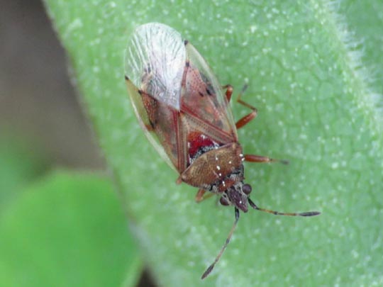 Birkenwanze, Kleidocerys resedae