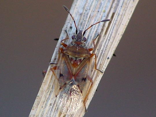 Birkenwanze, Kleidocerys resedae