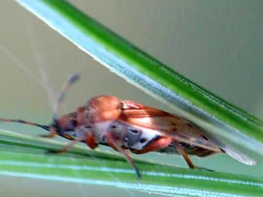 Birkenwanze, Kleidocerys resedae