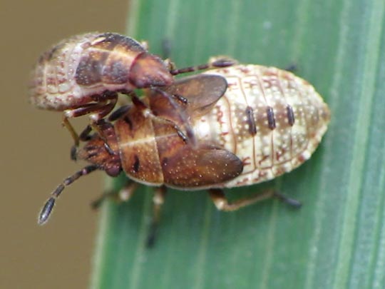 Birkenwanze, Kleidocerys resedae