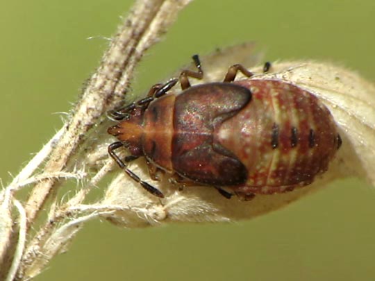 Birkenwanze, Kleidocerys resedae, Larve