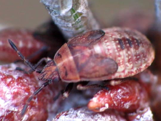 Birkenwanze, Kleidocerys resedae, Larve