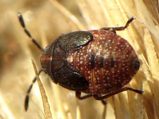 Birkenwanze, Kleidocerys resedae, Larve