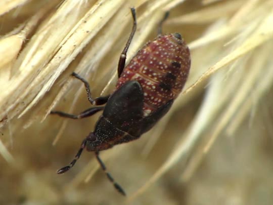 Birkenwanze, Kleidocerys resedae, Larve