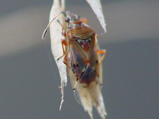 Birkenwanze, Kleidocerys resedae