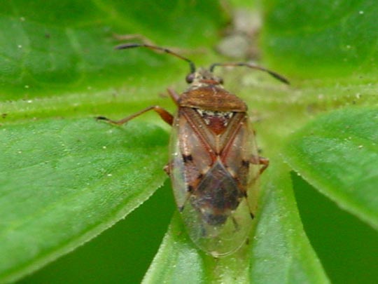 Birkenwanze, Kleidocerys resedae