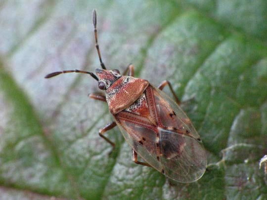 Birkenwanze, Kleidocerys resedae