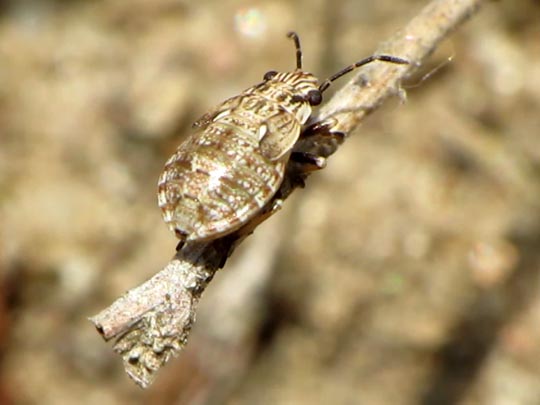 Nysius sp.