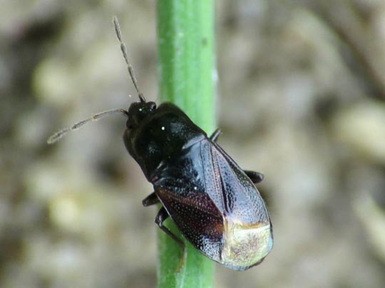 Plinthisus brevipennis