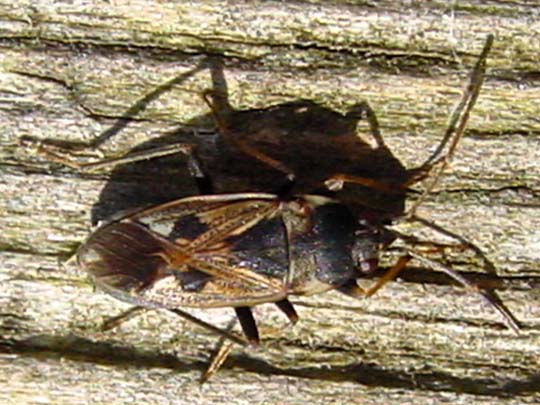 Bodenwanze, Rhyparochromus vulgaris