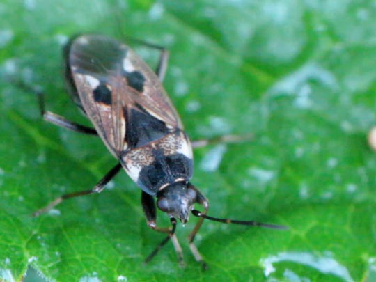 Bodenwanze, Rhyparochromus vulgaris