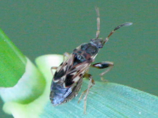 Scolopostethus sp.