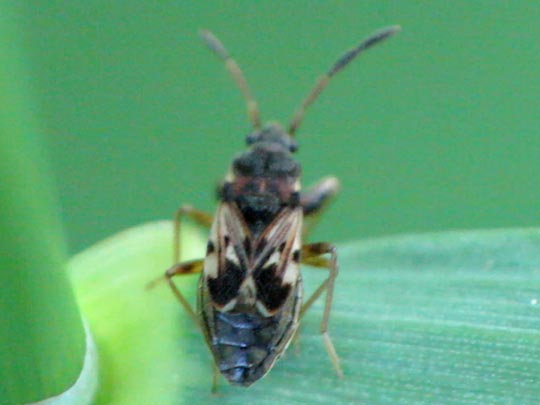 Scolopostethus sp.