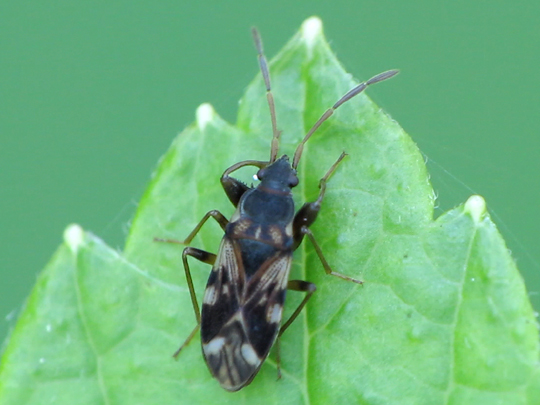 Scolopostethus sp.