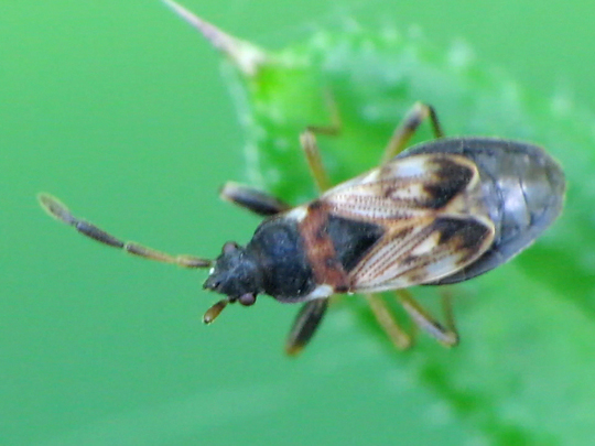 Scolopostethus sp.