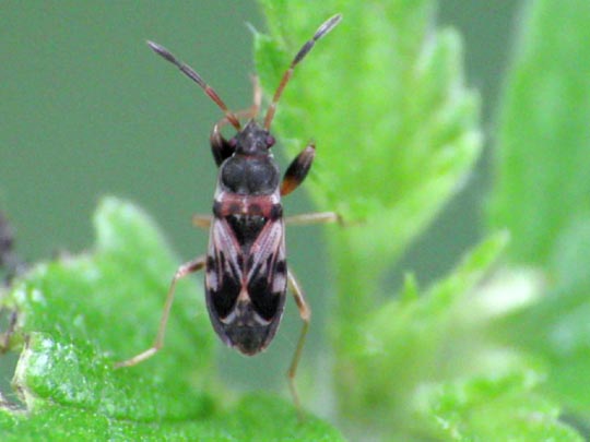 Scolopostethus sp.