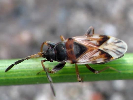 Scolopostethus sp.