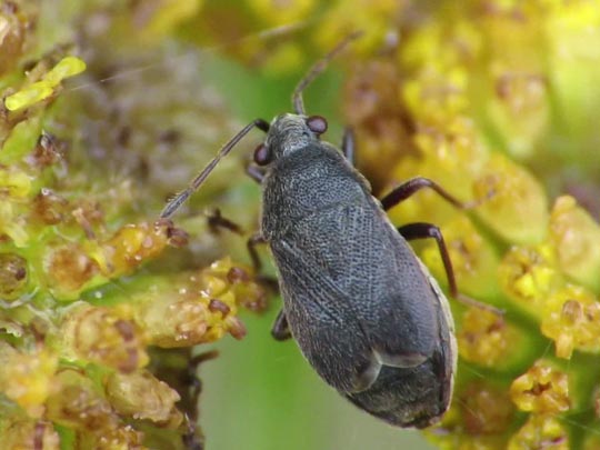 Stygnocoris rusticus