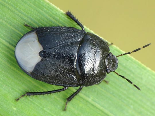 Sehirus cf. luctuosus