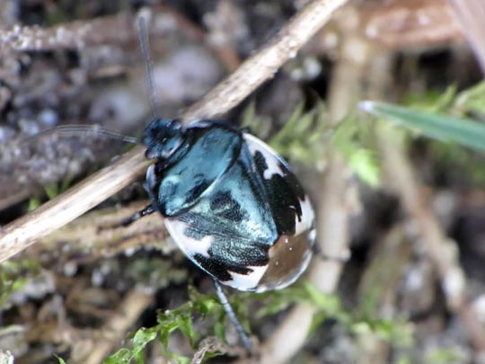 Tritomegas bicolor, Schwarzweiße Erdwanze