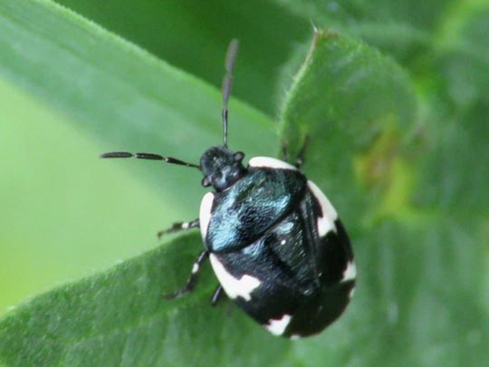 Gefleckte Schwarznesselwanze, Tritomegas sexmaculatus