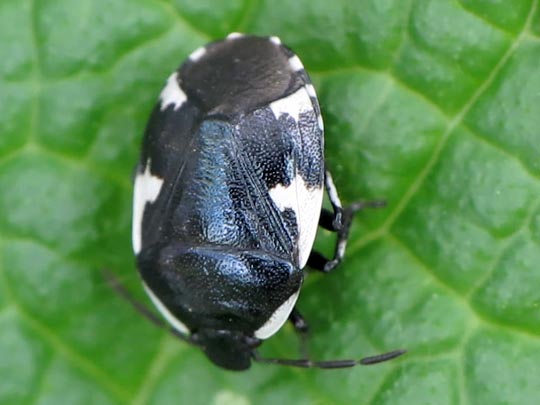 Gefleckte Schwarznesselwanze, Tritomegas sexmaculatus