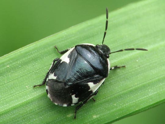 Gefleckte Schwarznesselwanze, Tritomegas sexmaculatus