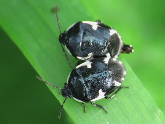 Gefleckte Schwarznesselwanze, Tritomegas sexmaculatus