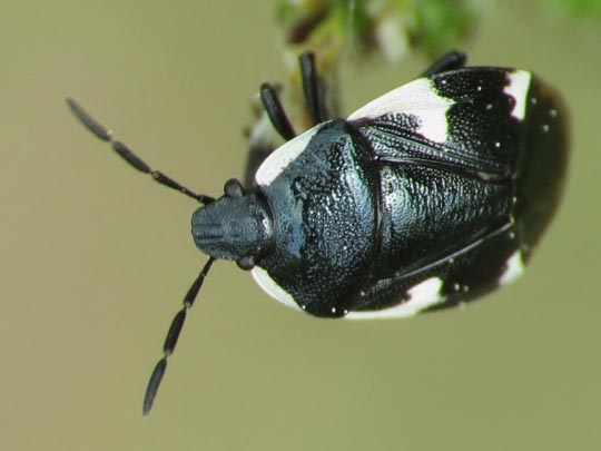 Gefleckte Schwarznesselwanze, Tritomegas sexmaculatus