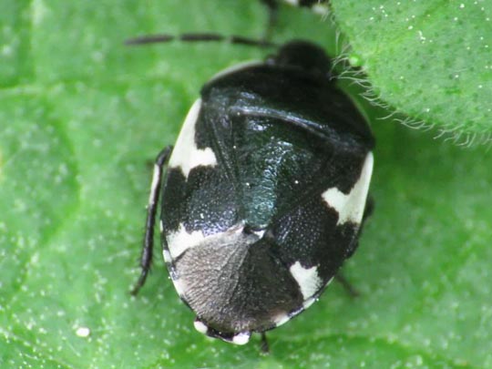 Gefleckte Schwarznesselwanze, Tritomegas sexmaculatus