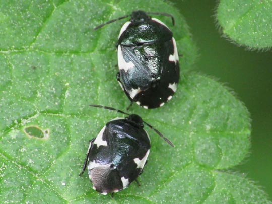 Gefleckte Schwarznesselwanze, Tritomegas sexmaculatus