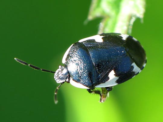 Gefleckte Schwarznesselwanze, Tritomegas sexmaculatus