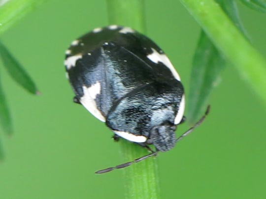 Gefleckte Schwarznesselwanze, Tritomegas sexmaculatus