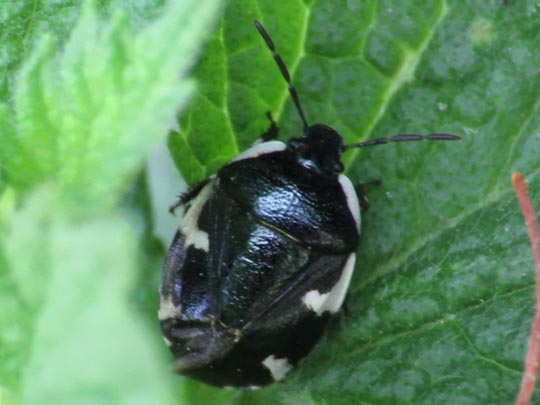 Gefleckte Schwarznesselwanze, Tritomegas sexmaculatus