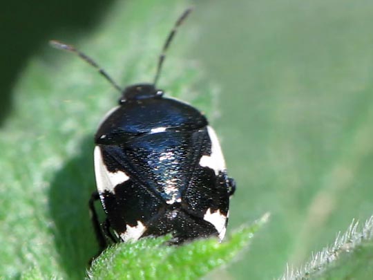 Gefleckte Schwarznesselwanze, Tritomegas sexmaculatus