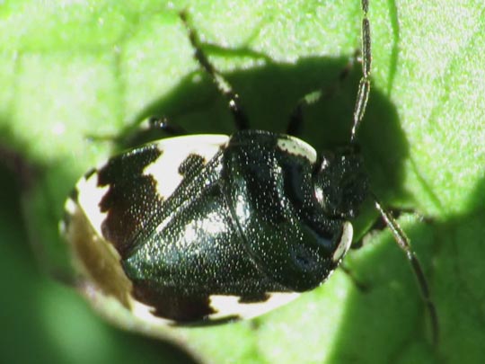 Tritomegas bicolor, Schwarzweiße Erdwanze