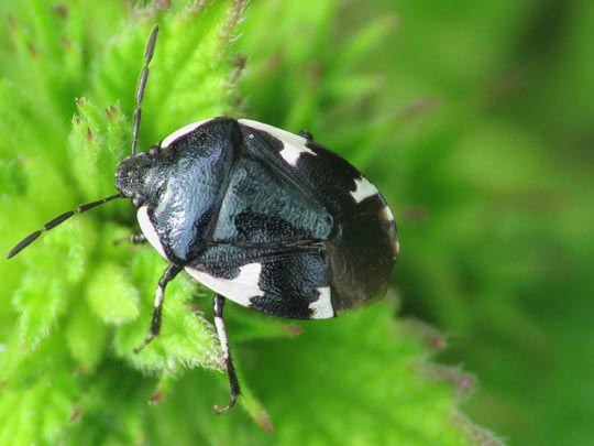 Gefleckte Schwarznesselwanze, Tritomegas sexmaculatus