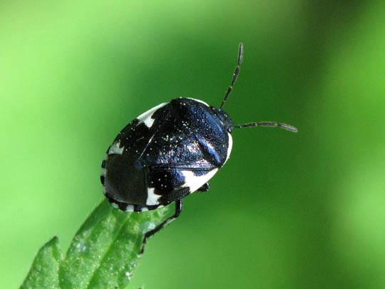 Gefleckte Schwarznesselwanze, Tritomegas sexmaculatus