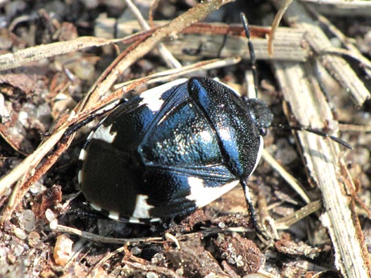 Gefleckte Schwarznesselwanze, Tritomegas sexmaculatus