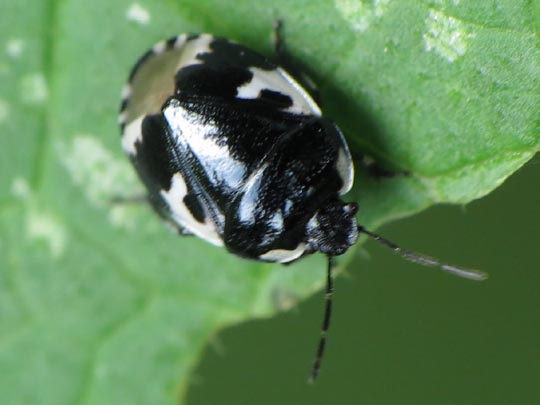 Tritomegas bicolor, Schwarzweiße Erdwanze