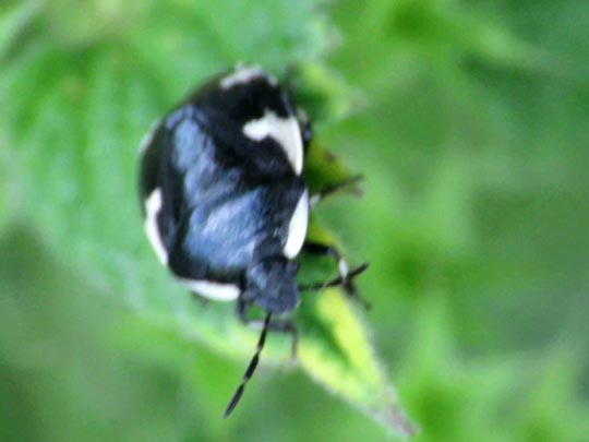 Gefleckte Schwarznesselwanze, Tritomegas sexmaculatus