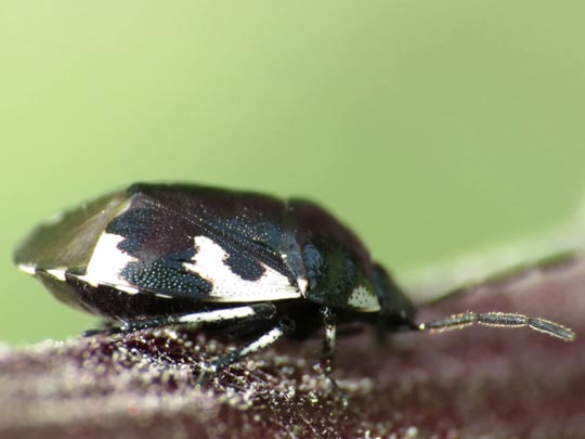 Tritomegas bicolor, Schwarzweiße Erdwanze