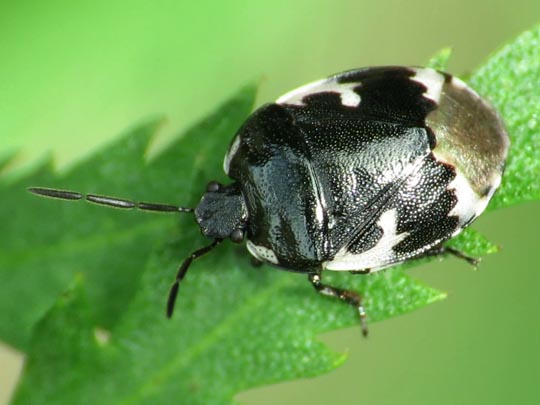 Tritomegas bicolor, Schwarzweiße Erdwanze